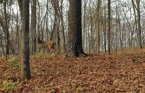 Deer standing in a leaf-covered forest among bare trees.