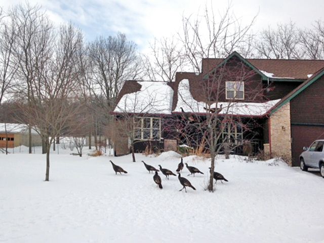 Geese foraging in a snowy suburban yard beside a house and bare trees