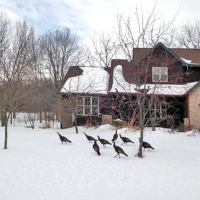 Geese walking across a snowy yard in front of a house with bare trees.