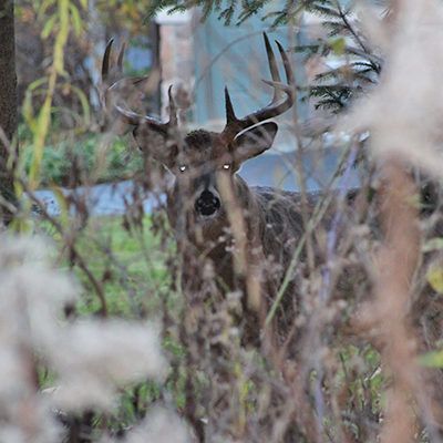 Deer with antlers peering through brush in a wooded area.
