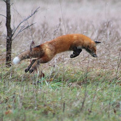 Red fox leaping through a grassy field near a bare tree