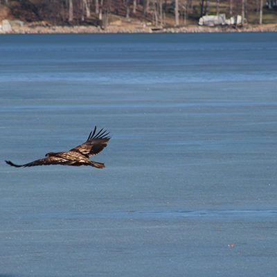 A bald eagle flying low over a frozen blue lake