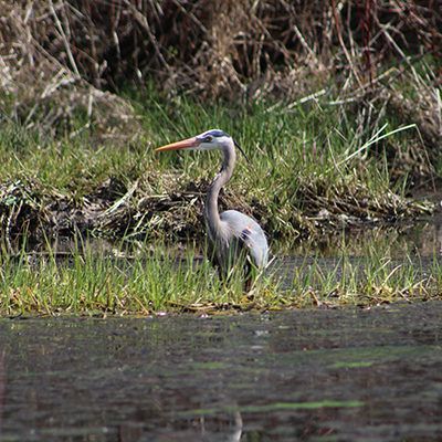Gray heron standing in shallow marsh water beside grassy reeds