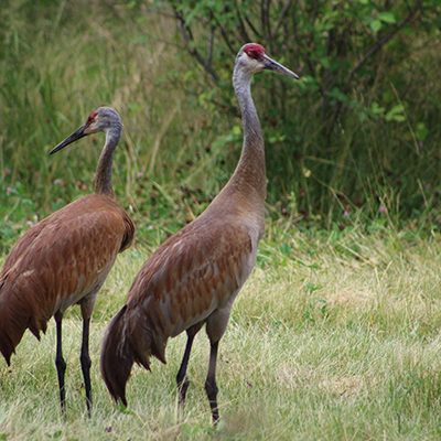 Two tall sandhill cranes standing in grass, one facing forward and one turned away.