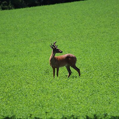 A deer standing in a lush green field