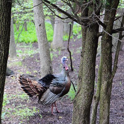 Wild turkey standing in a wooded forest clearing, tail fanned and feathers ruffled.