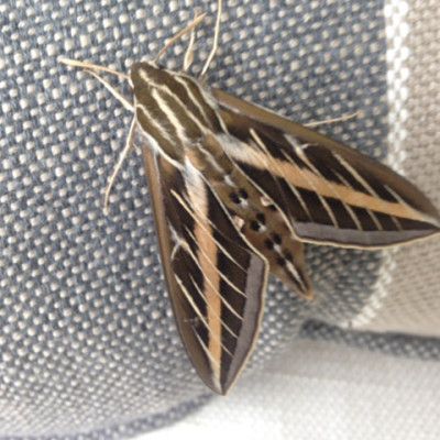 Brown moth with cream stripes resting on a textured blue and white fabric.