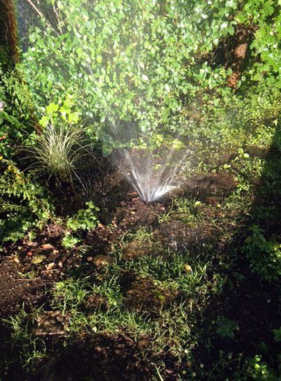 Sprinkler watering a lush green garden bed with sunlight filtering through foliage