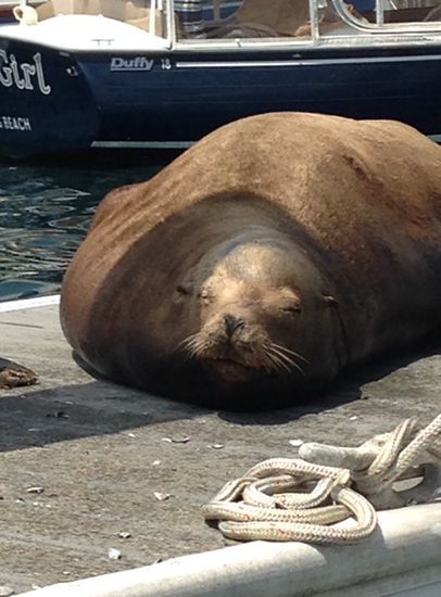Large brown sea lion resting on a dock beside a boat and coiled rope.