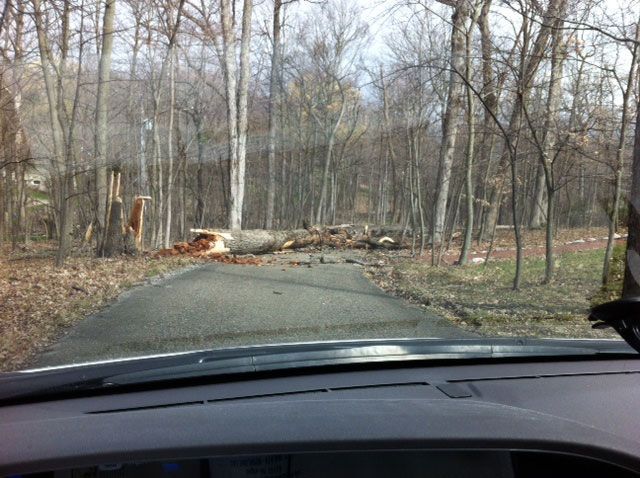 Road blocked by fallen trees and debris in a wooded area, seen from inside a car.