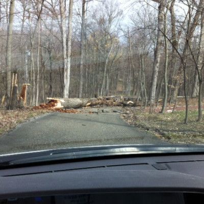 A fallen tree blocks a narrow road in a leafless forest, seen from inside a car.