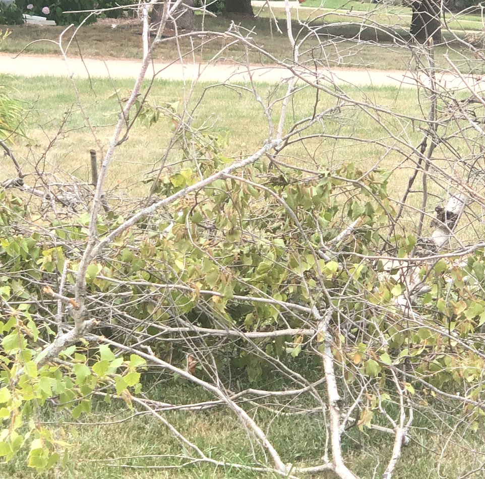 Tree Removal Madison, Wi Madison Tree Removal