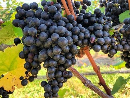 Clusters of dark purple grapes on a vine with green and yellow leaves.