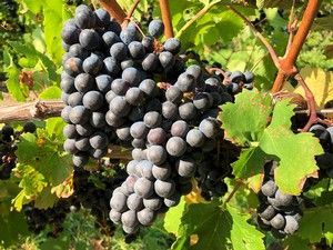 Clusters of ripe, dark purple grapes hang on a vine with green leaves and brown stems.