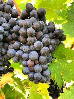 Bunch of dark purple grapes on the vine, surrounded by green leaves.