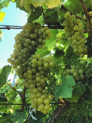 Green grapes hanging on a vine with large leaves, under a blue sky.