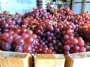 Red grapes in a wooden container, ready for winemaking.
