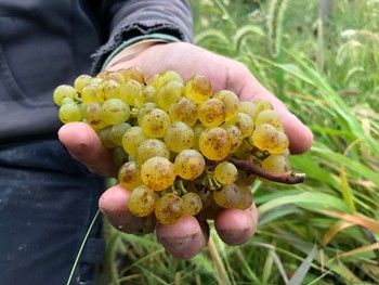 Hand holding a cluster of ripe, yellowish-green grapes, with foliage in the background.