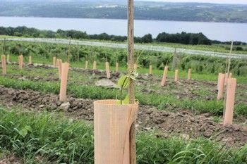 Young trees with protective tubes planted in a field near a lake.