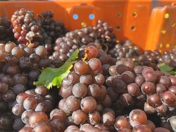 A close-up of a large harvest of ripe, deep reddish-purple grapes in an orange plastic crate.