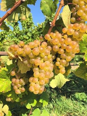 Golden grapes hanging on a vine with green leaves in a vineyard.