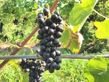 Two clusters of dark purple grapes hang from a vine in a sunny vineyard with green leaves in the background.