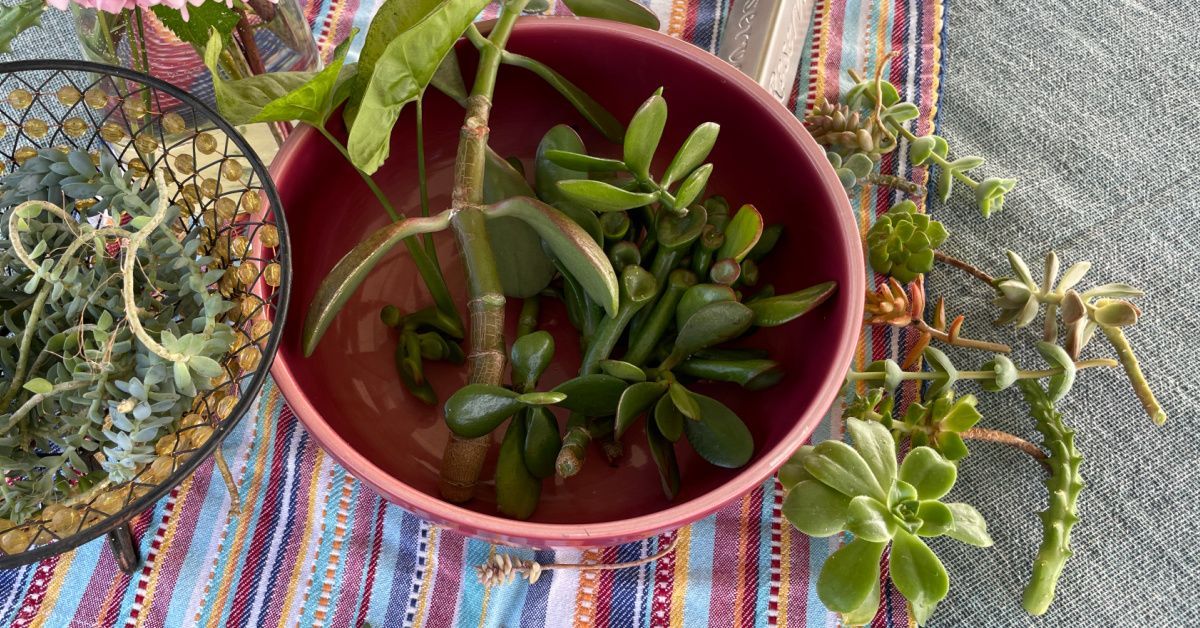Three potted succulents on a striped cloth outdoors