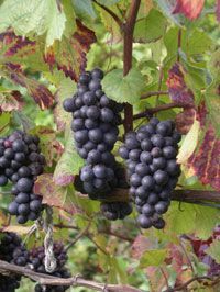 Clusters of dark purple grapes hang on a vine with green and reddish leaves.