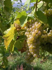 Green grapes hanging from a vine, with green leaves and a blurred outdoor background.