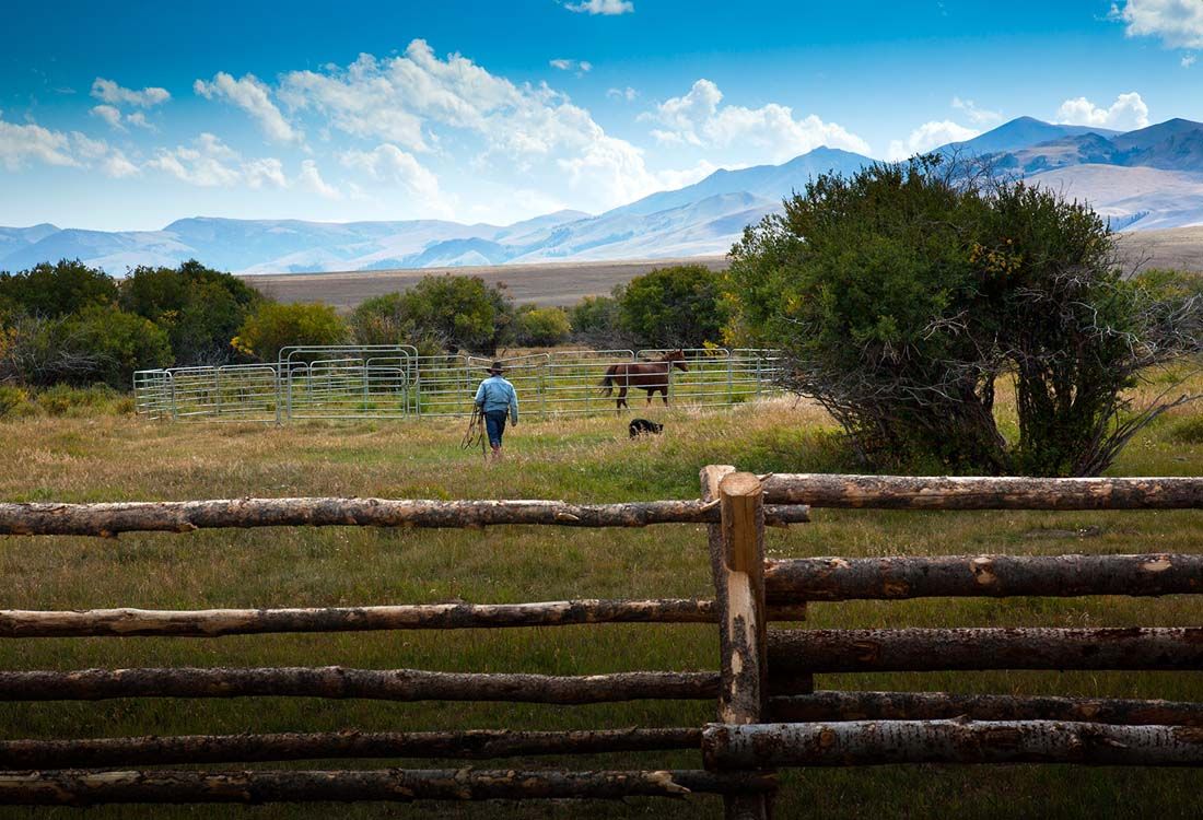 A man is walking through a field with horses behind a wooden fence.