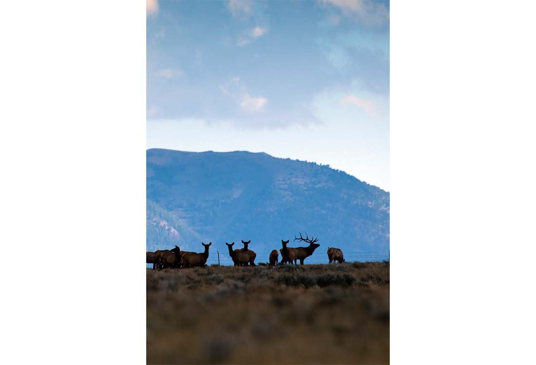 A herd of elk standing on top of a hill with mountains in the background.