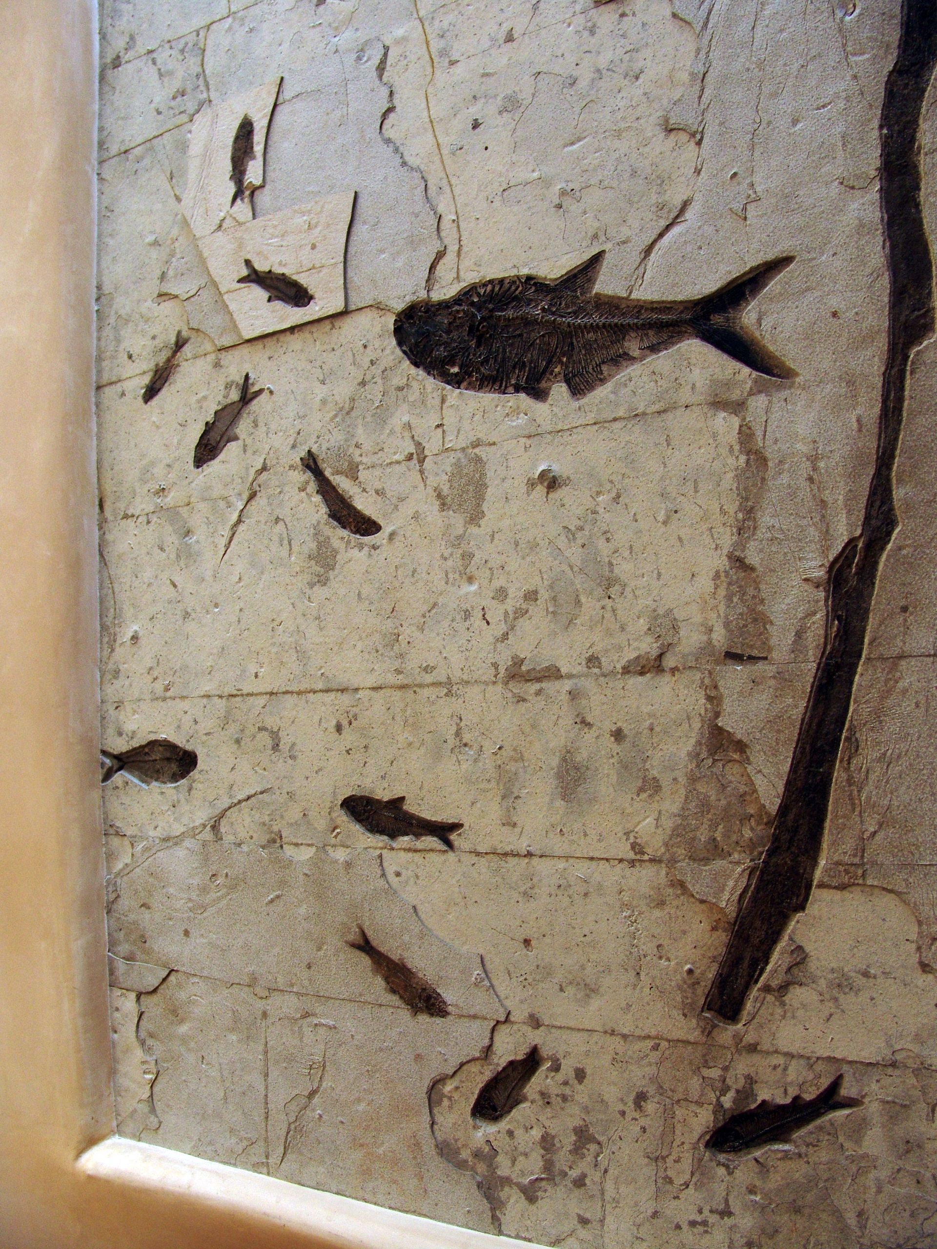 A picture of fish on a marble surface