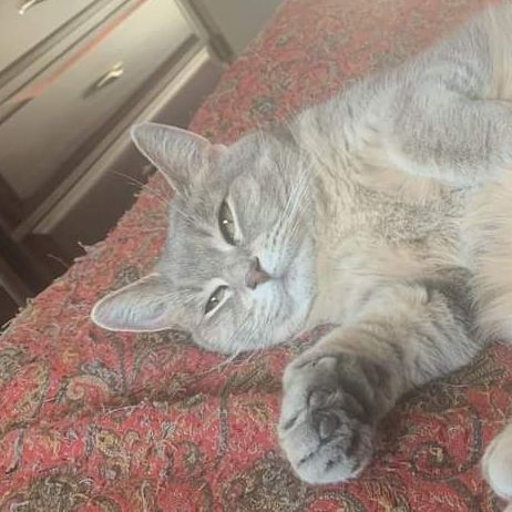 Freddie Girl