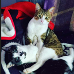 Steve & Tillie