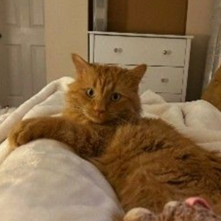 Simba