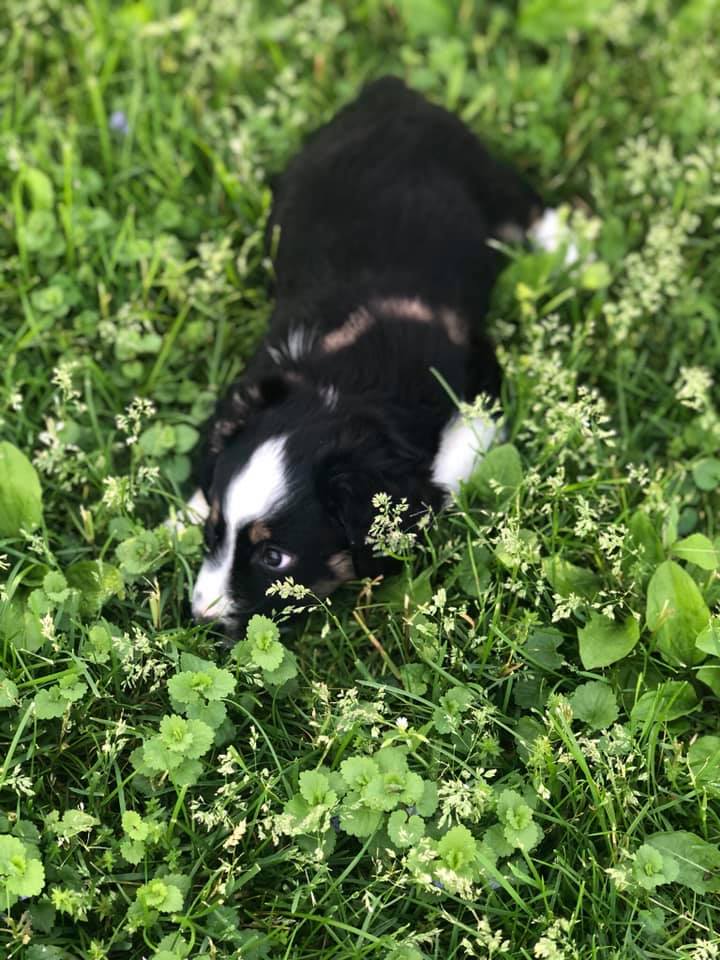 Pet Care Clinton, IA All Pets Mobile Clinic