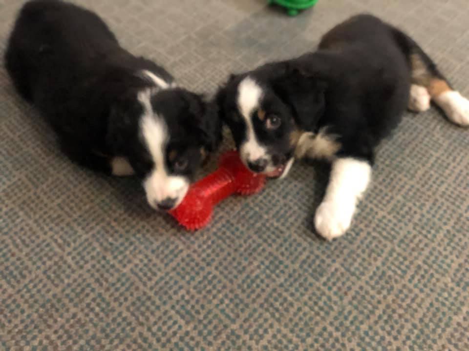 Pet Care Clinton, IA All Pets Mobile Clinic