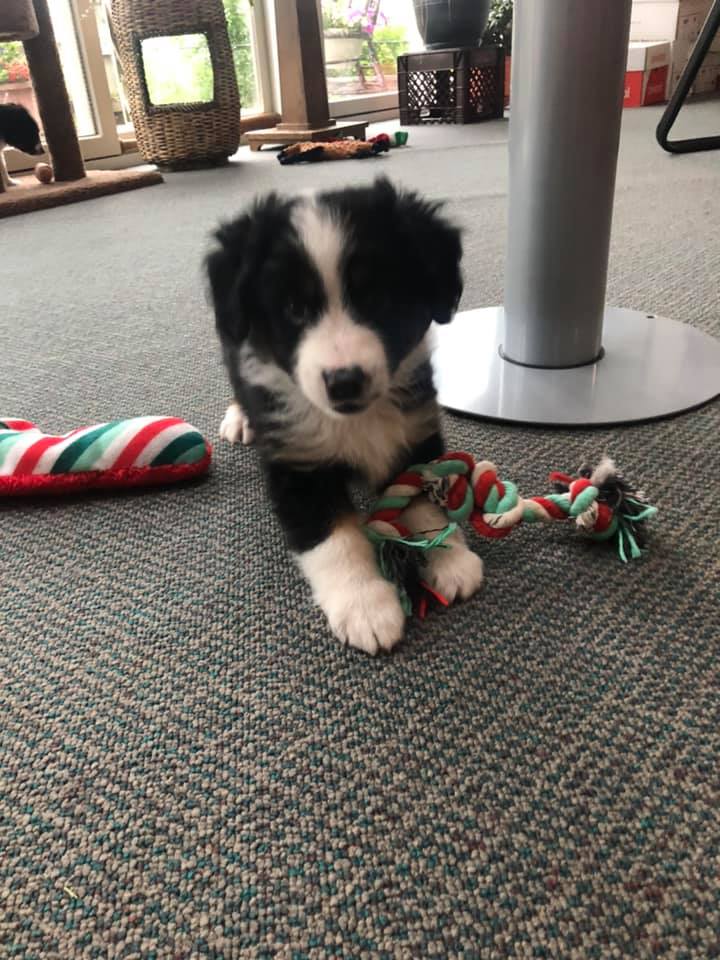 Pet Care Clinton, IA All Pets Mobile Clinic