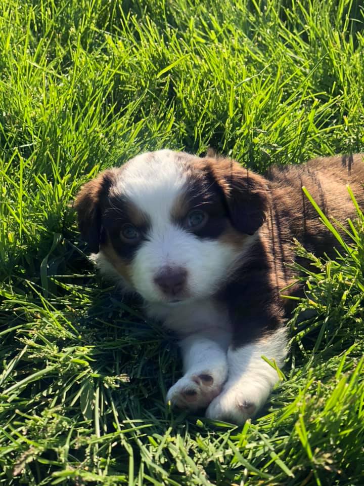 Pet Care Clinton, IA All Pets Mobile Clinic