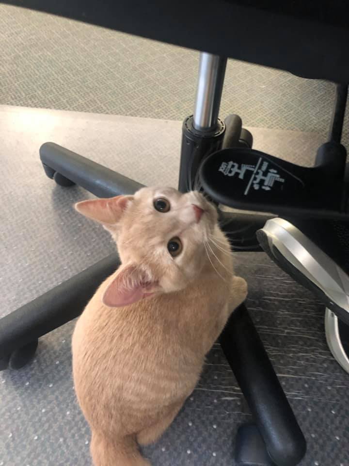 Pet Care Clinton, IA All Pets Mobile Clinic