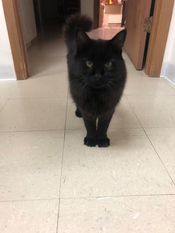 Pet Care Clinton, IA All Pets Mobile Clinic