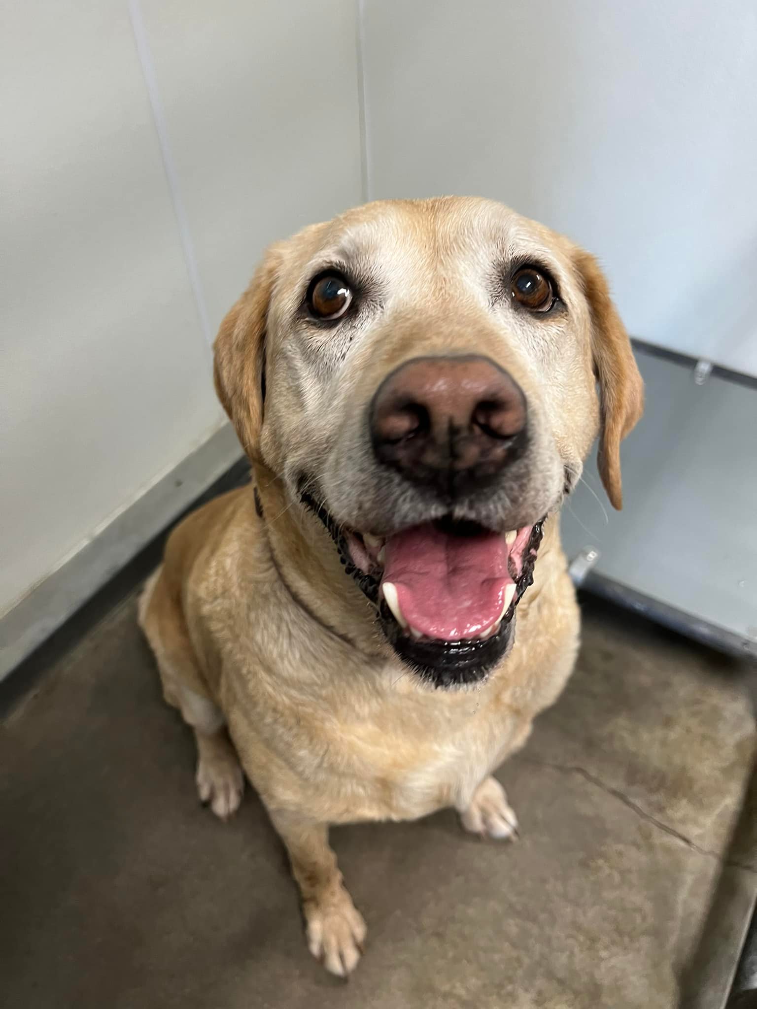 Craigslist Iowa Pets - 2ih6mou