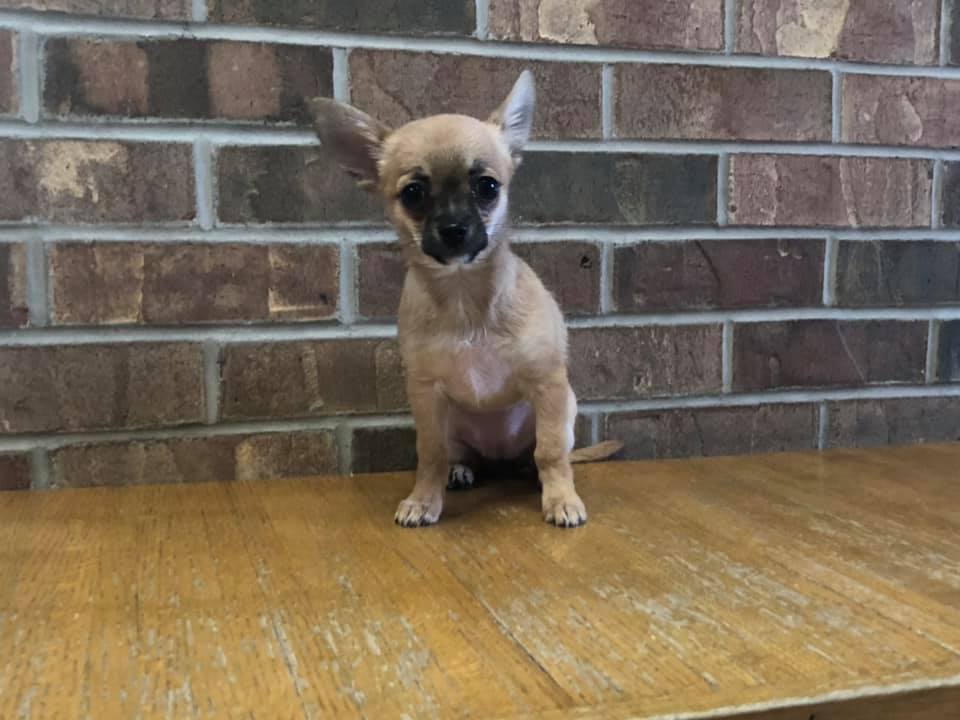 Pet Care Clinton, IA All Pets Mobile Clinic