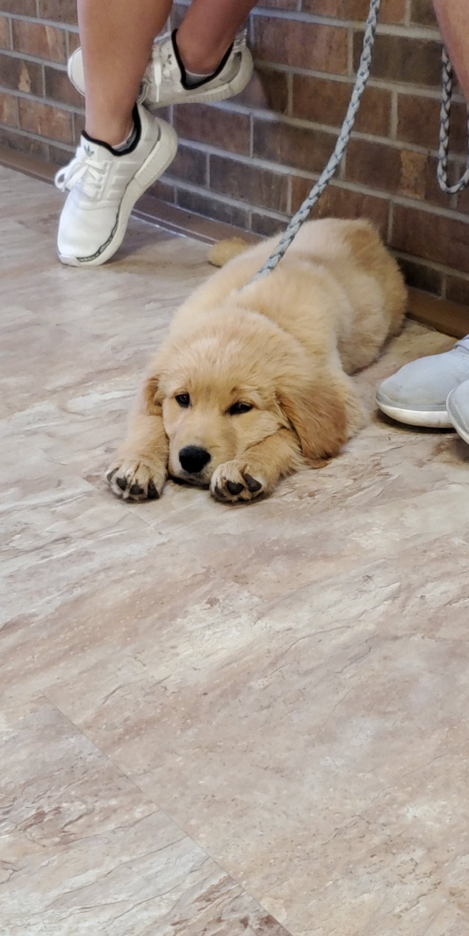 Pet Care Clinton, IA All Pets Mobile Clinic