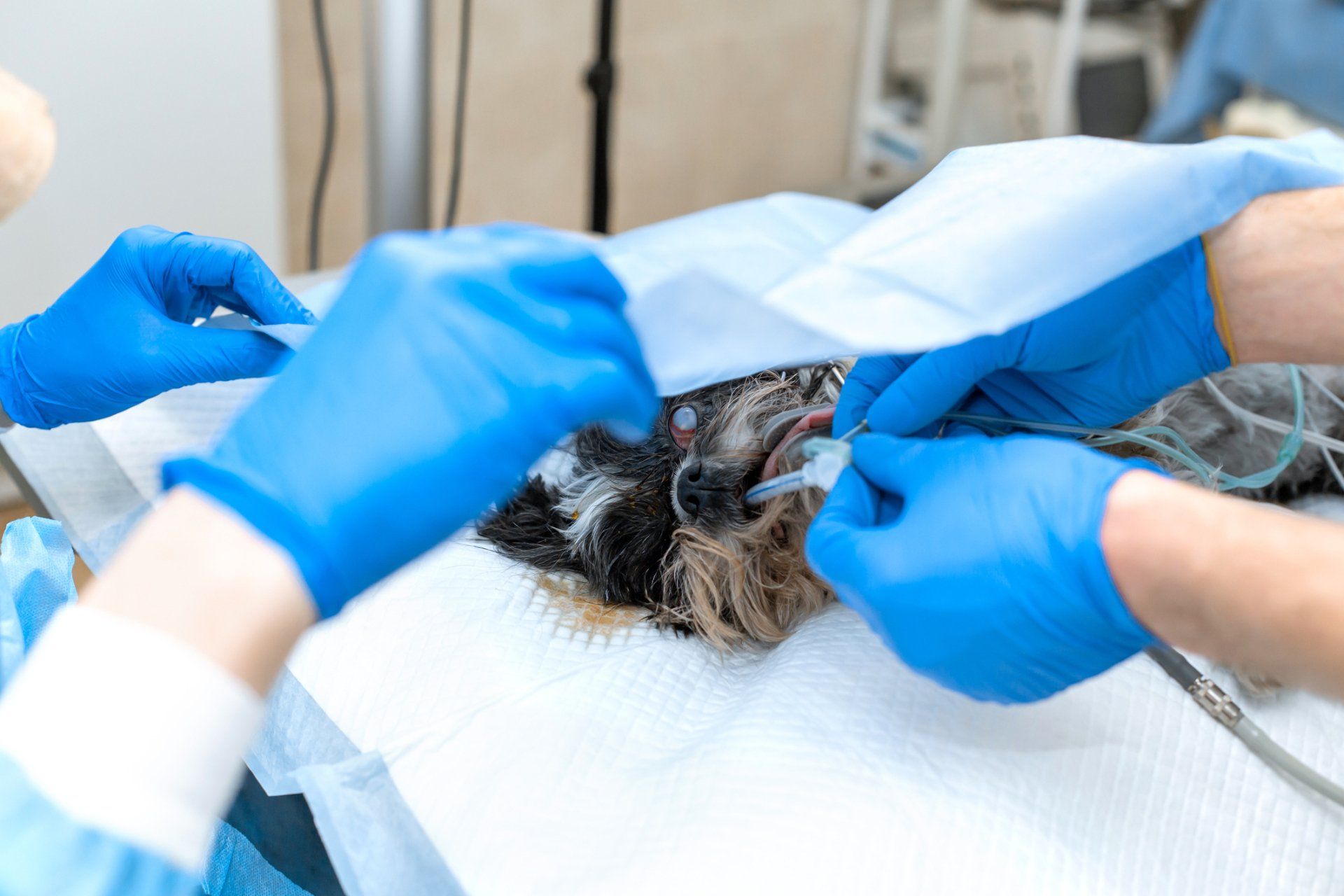 Dog Undergoes Surgery — Clinton, IA — All Pets Mobile Clinic Dog Undergoes Surgery — Clinton, IA — All Pets Mobile Clinic