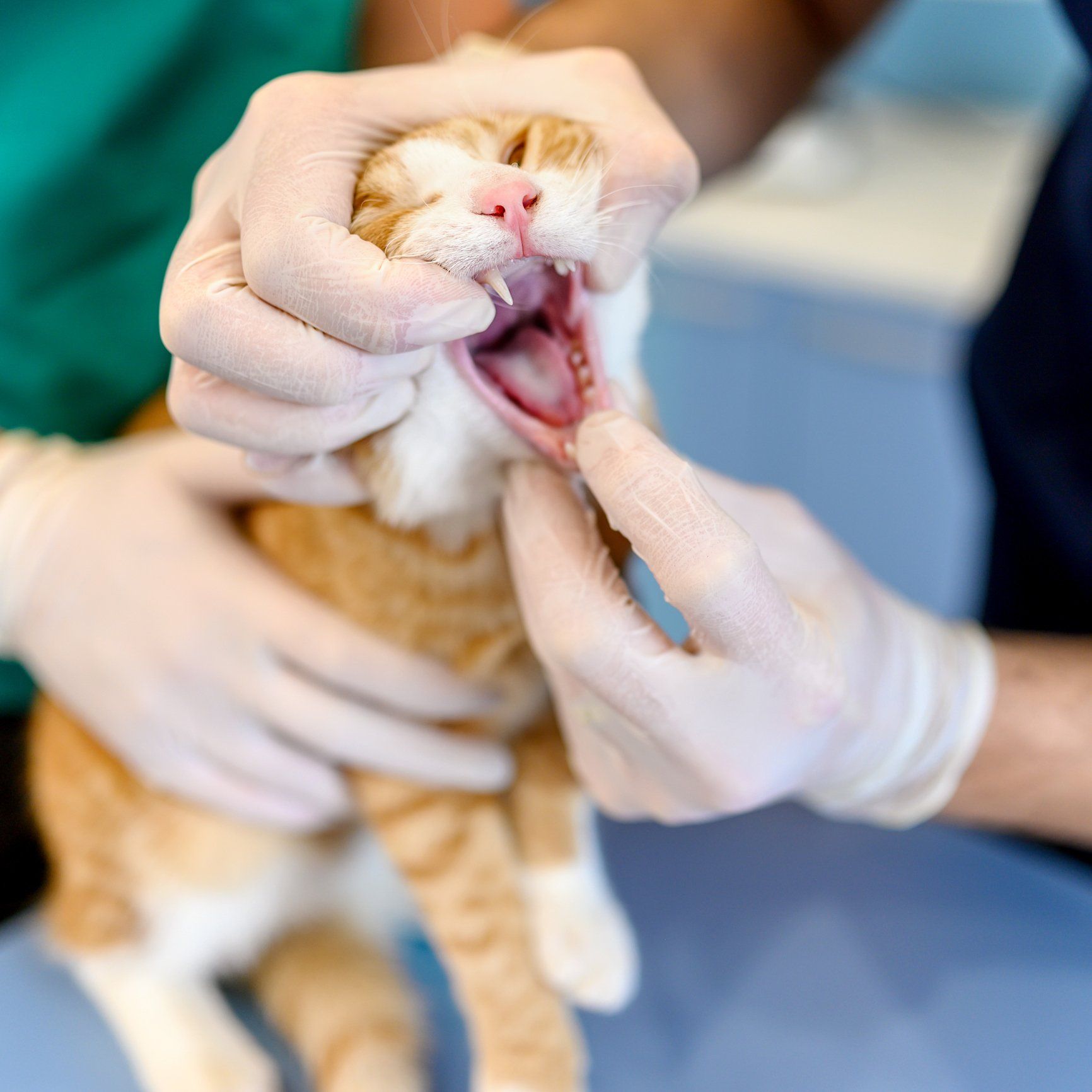 Cat Dentistry — Clinton, IA — All Pets Mobile Clinic Cat Dentistry — Clinton, IA — All Pets Mobile Clinic