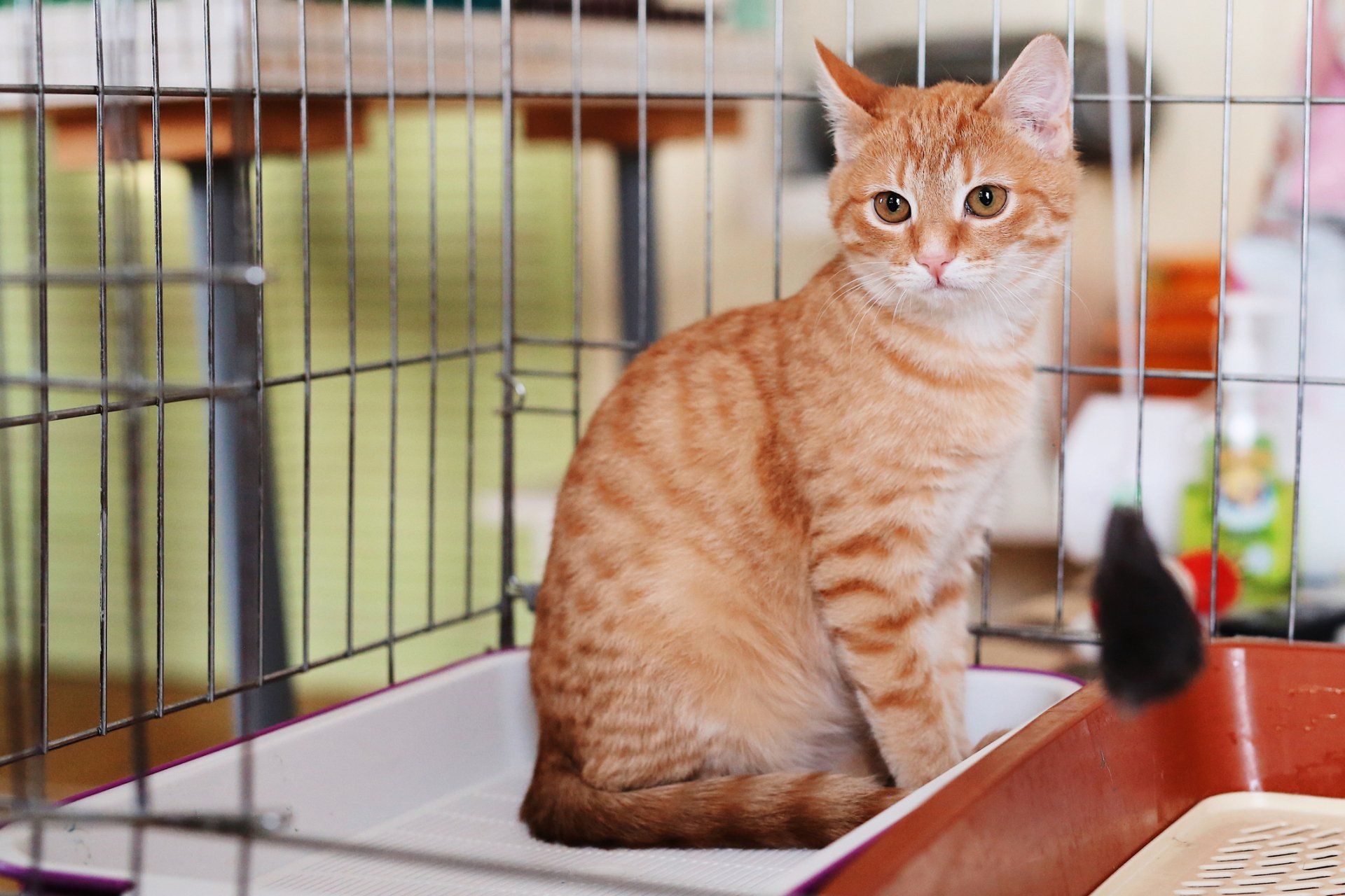 Cat Boarding — Clinton, IA — All Pets Mobile Clinic Cat Boarding — Clinton, IA — All Pets Mobile Clinic