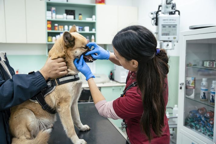 k9 Dog — Clinton, IA — All Pets Mobile Clinic k9 Dog — Clinton, IA — All Pets Mobile Clinic