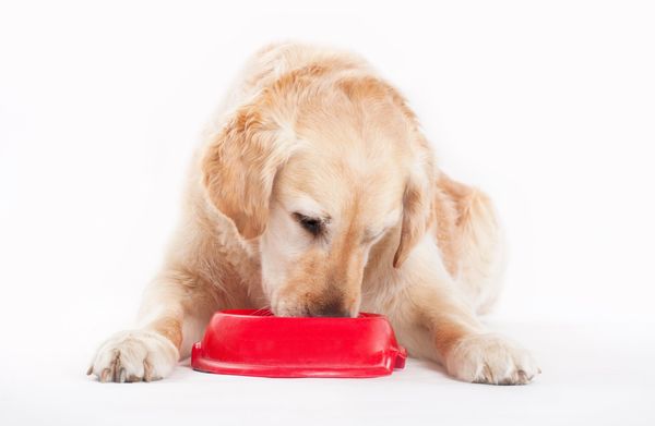 Dog Eating Dog Food — Clinton, IA — All Pets Mobile Clinic Dog Eating Dog Food — Clinton, IA — All Pets Mobile Clinic