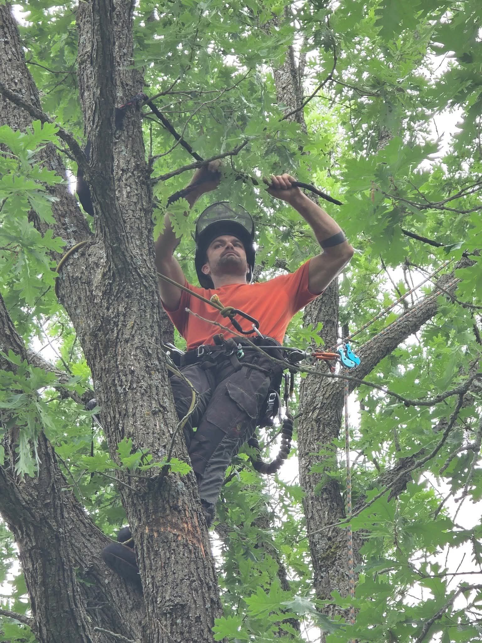 A man is sitting in a tree cutting a branch.